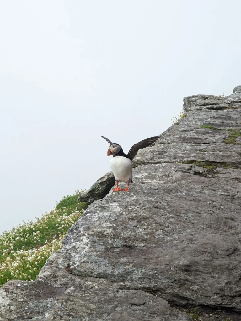 Atlantic puffin on Skellig Michael with wings outstretched
