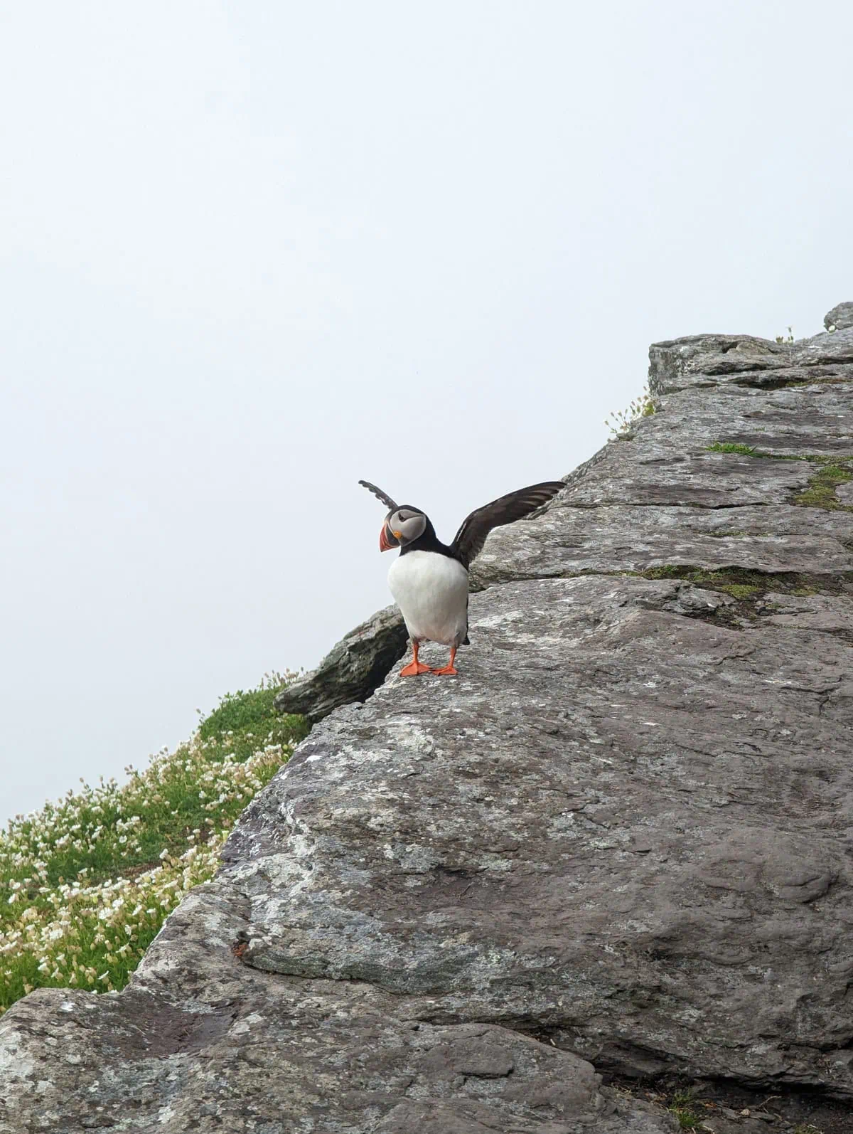 Atlantic puffin on Skellig Michael with wings outstretched