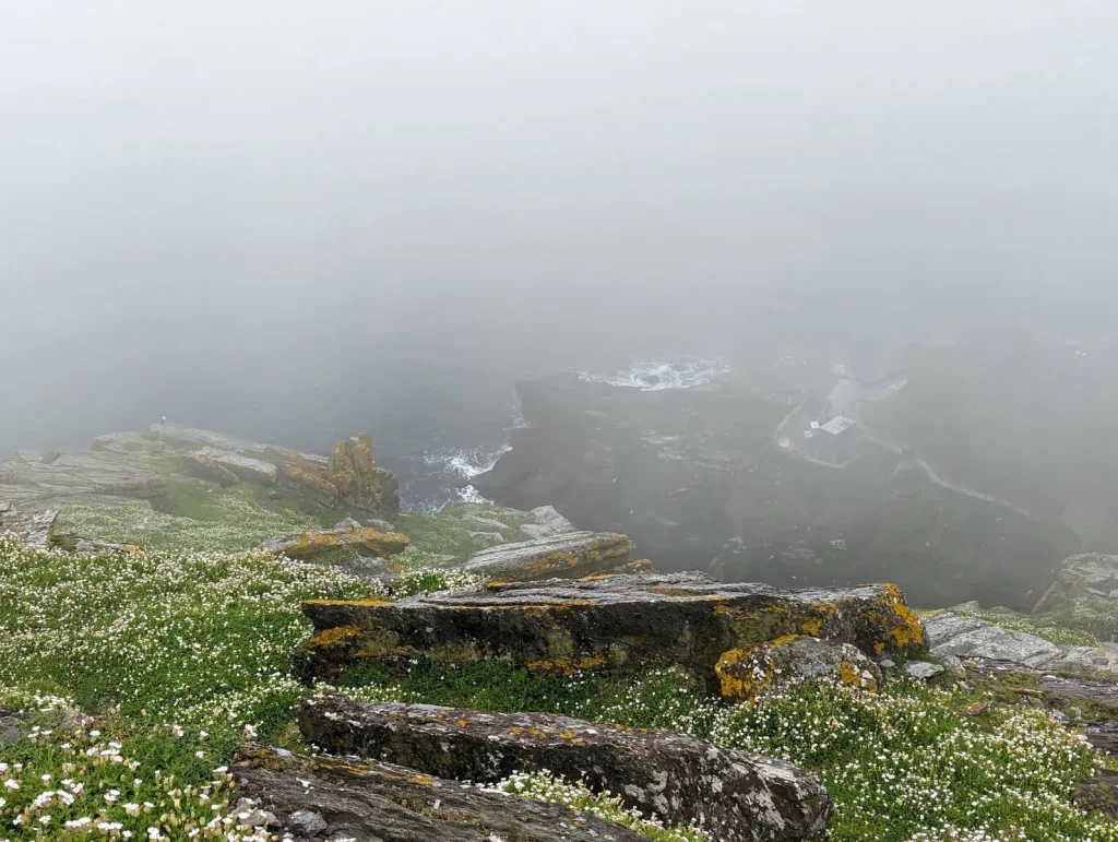 Misty view from Skellig Michael with wildflowers in the foreground